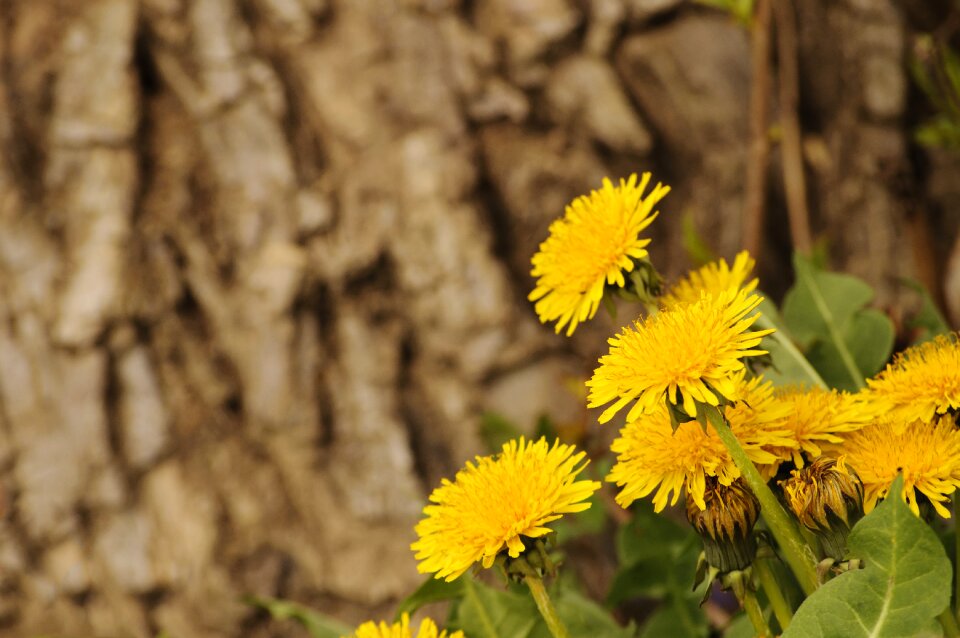 Yellow bark tree