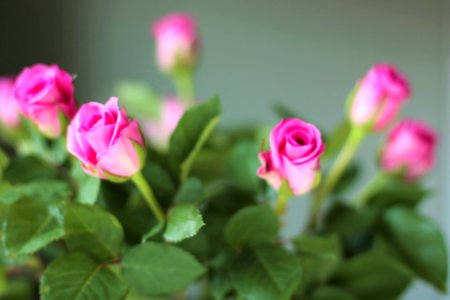 Gift, Green, Pink