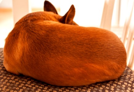 Brown, Kitchen, Chair