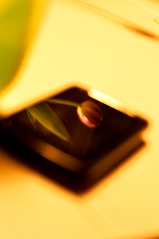 Mirrow, Light, Tulip