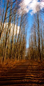 Path, Spring, Nature