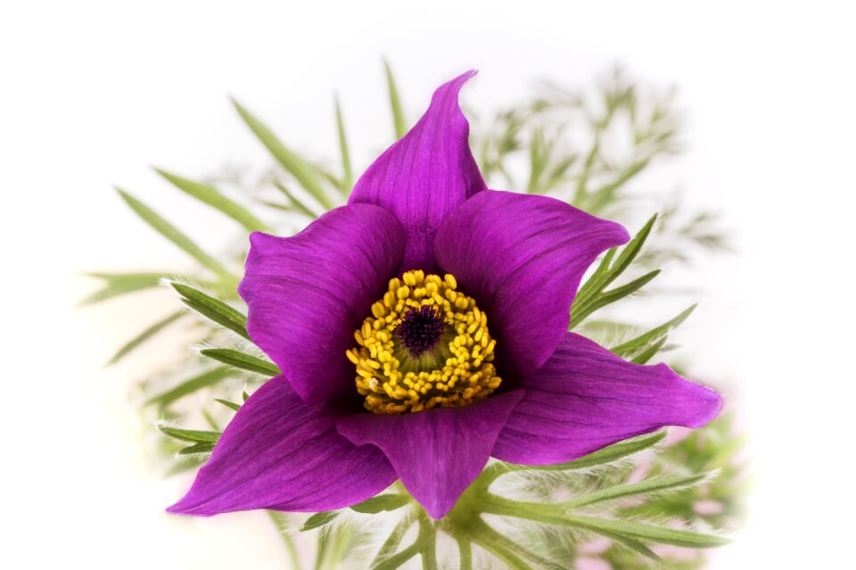Pulsatilla vulgaris pasque flower ranunculaceae