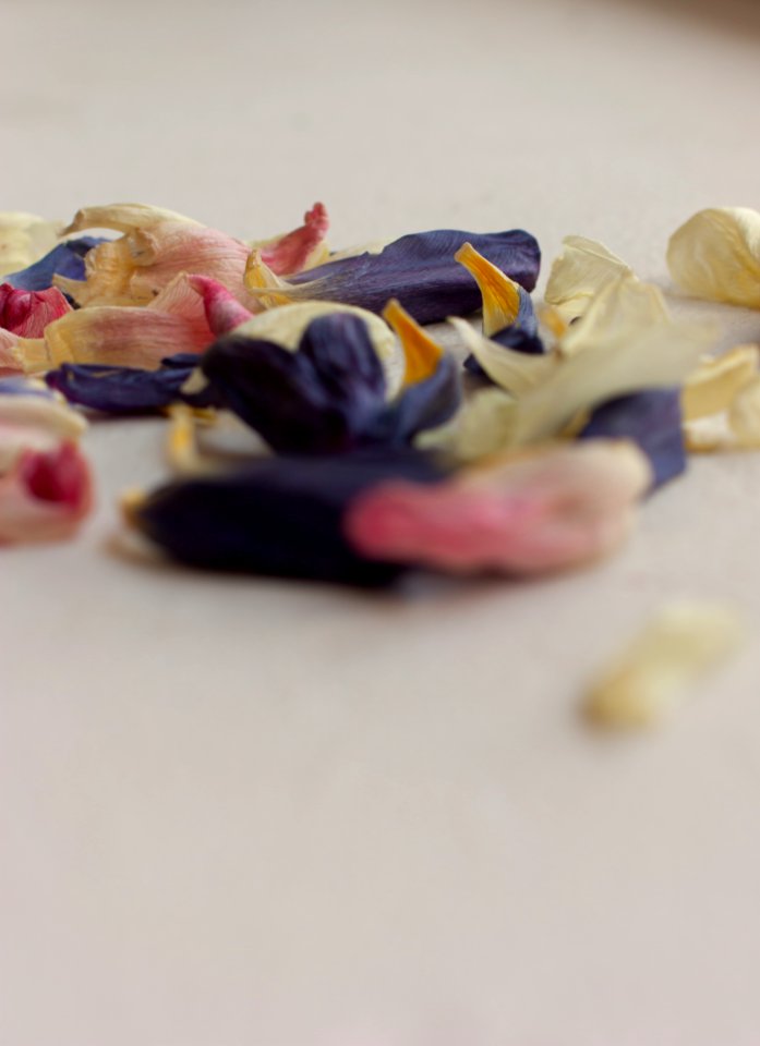 Old, Tulip, Colours