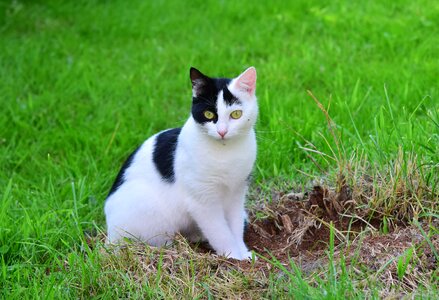 Pet curious animal photo