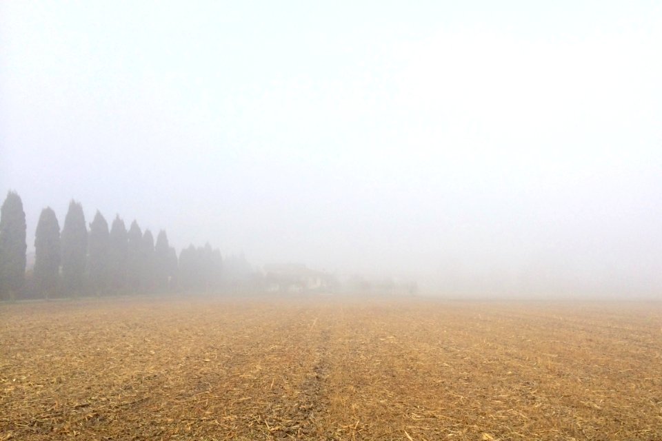 Yellow, Field, Brown