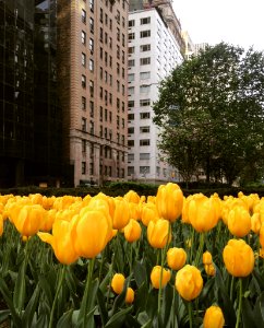 Park avenue, United states, Rochester