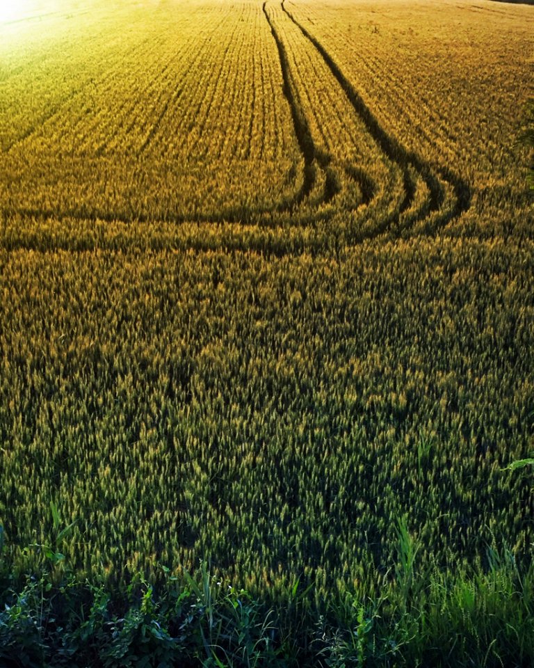 Cornfield, Green, Yellow