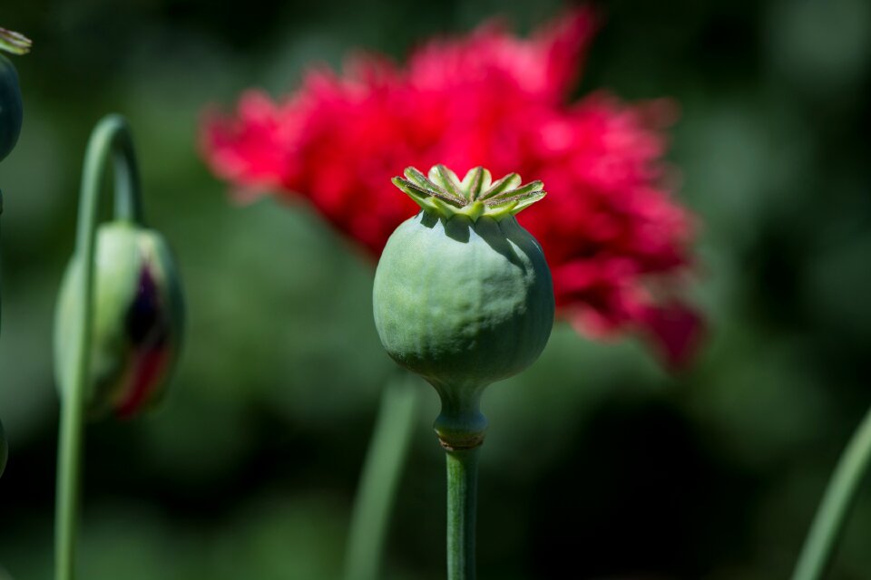 Flower red poppy boll
