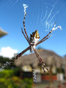 Argiope argentata spider