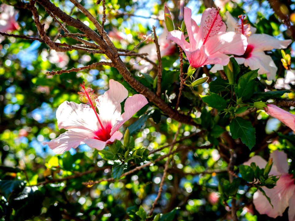 Flower, Sun, Pink