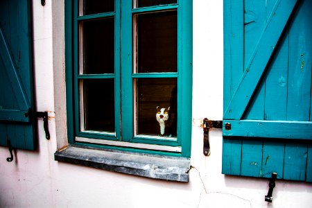 Toy, Cat, Window