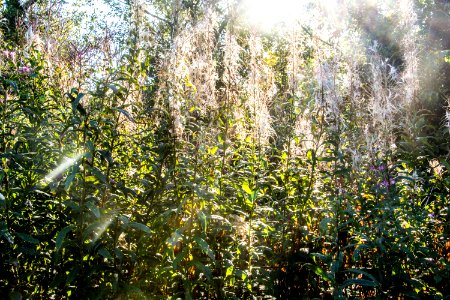 Bornholm, Denmark, Flowers