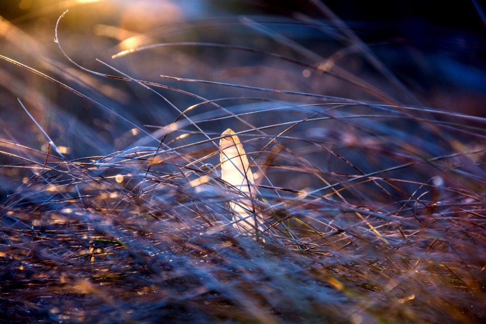 Evening, Grass, Feather