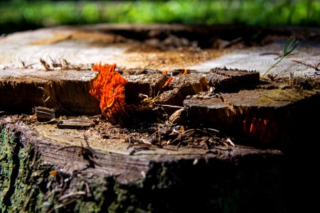 Forest, Spring, Tree stump
