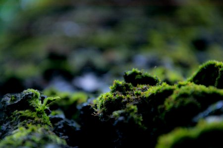 Spring, Moss, Trees