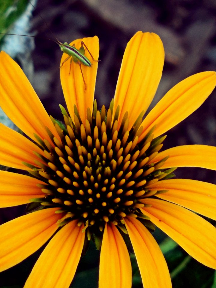 Macro, Bug, Flower