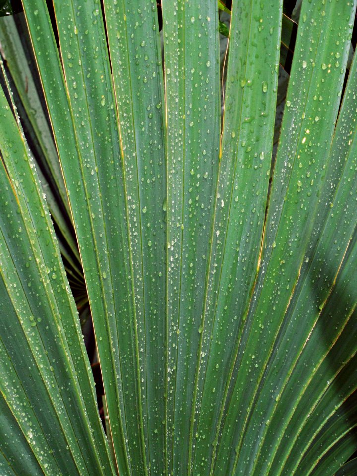 Tropical, Blades, Green