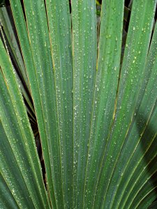 Tropical, Blades, Green