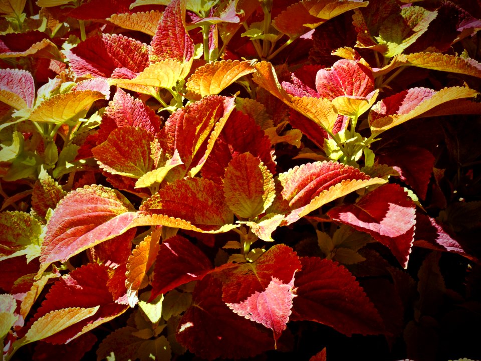 Leaf, Flower, Garden