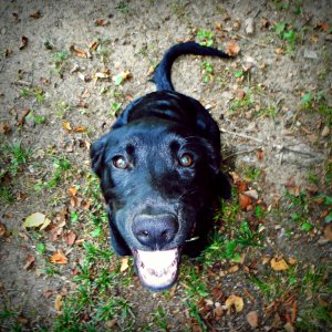 Pup, Golden, Canine photo