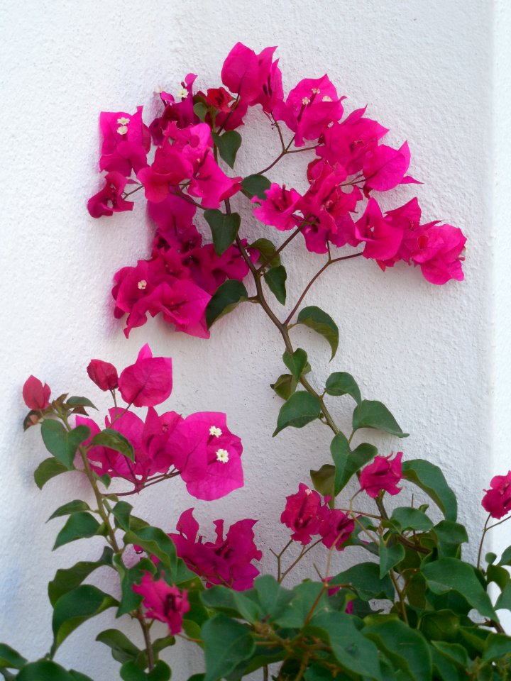 Hot pink, Blossom, Bloom