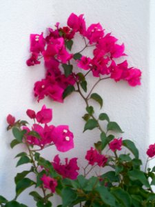 Hot pink, Blossom, Bloom