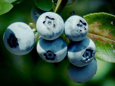 Nutricious, Yummy, Blue