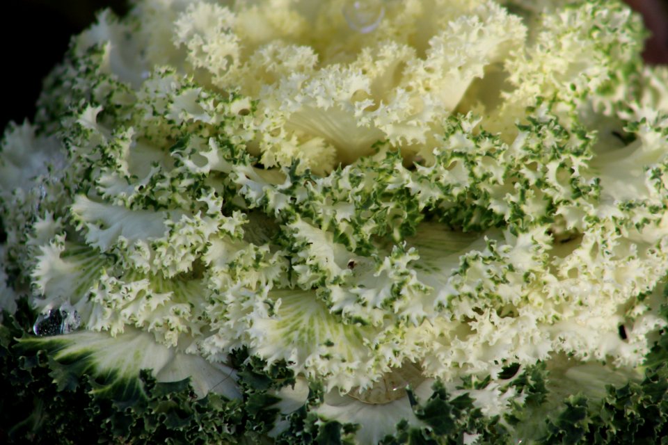 Botanical, Plant, Delicate