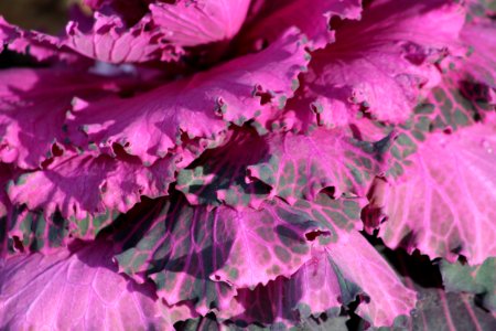 Background, Pink, Cabbage photo