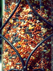 Macro, Winter, Feeder