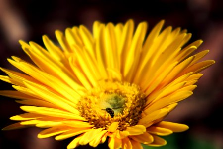 Macro, Center, Plant