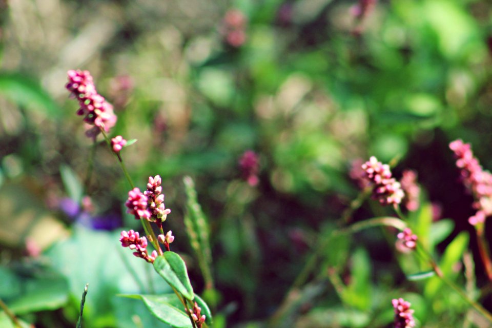 Plant, Leaves, Roadside