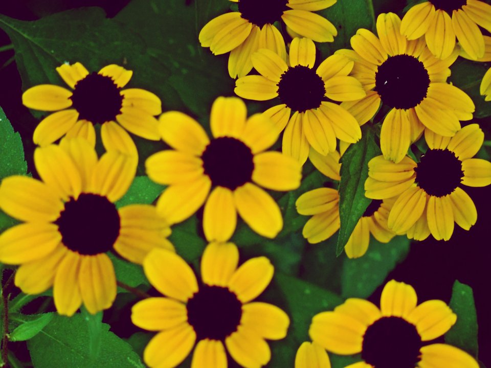 Native, Wildflower, Perennial