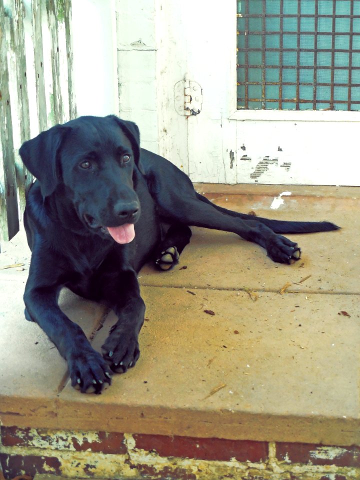 Back door, Doorway, Resting
