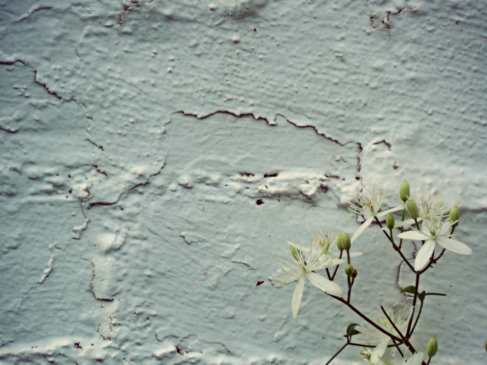 Bloom, Texture, Blossom