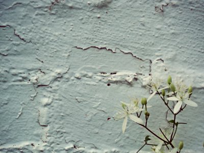Bloom, Texture, Blossom