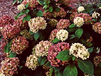 Leaves, Bush, Garden