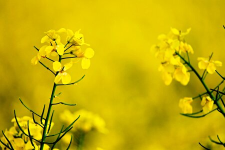 Field field of rapeseeds spring photo