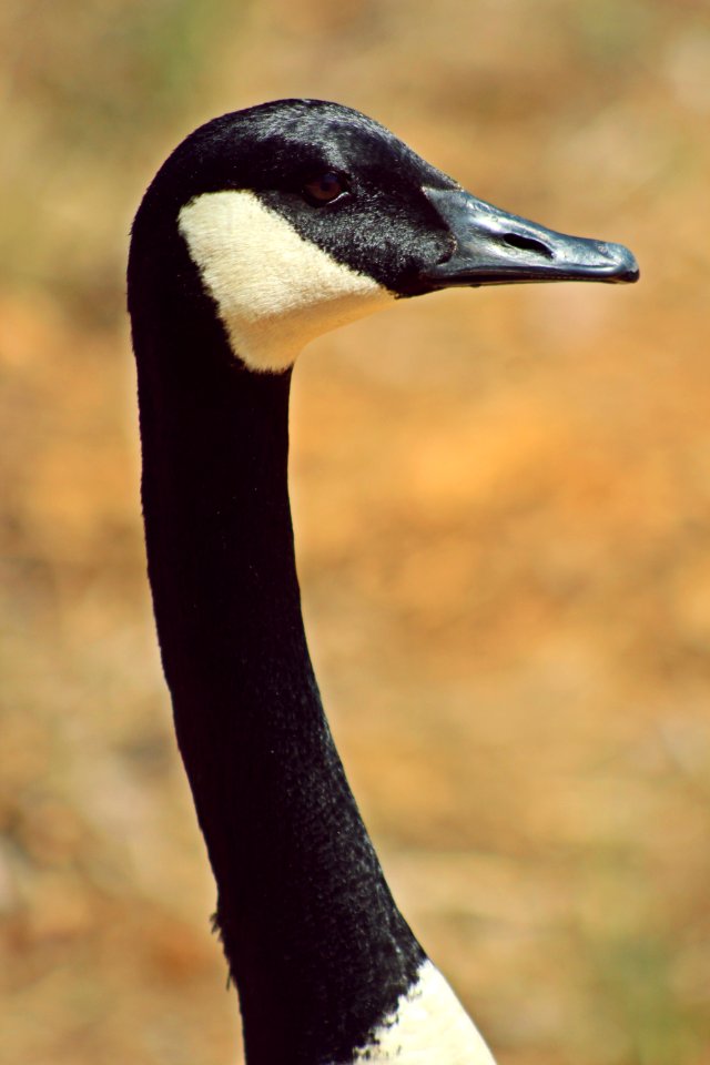 Eyes, Beak, Lake