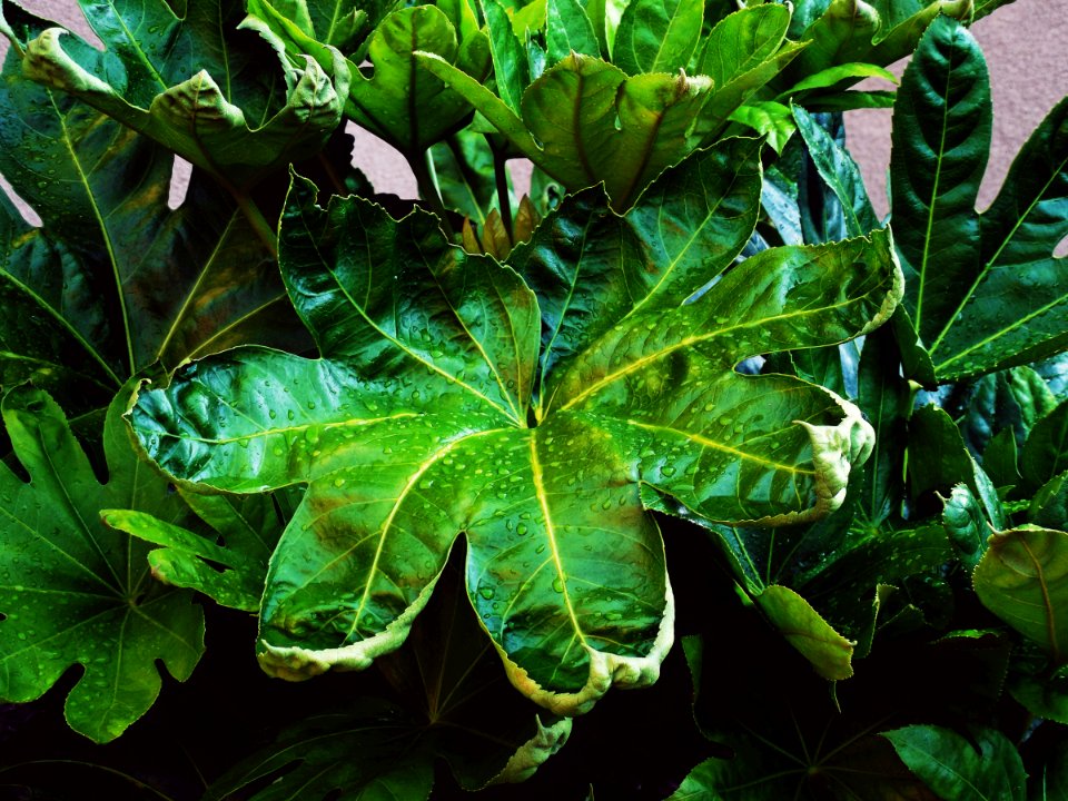 Outdoor, Leaves, Leaf