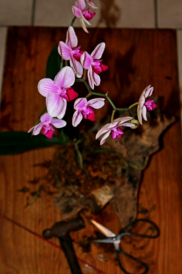 Phalaenopsis, Board, Staples photo