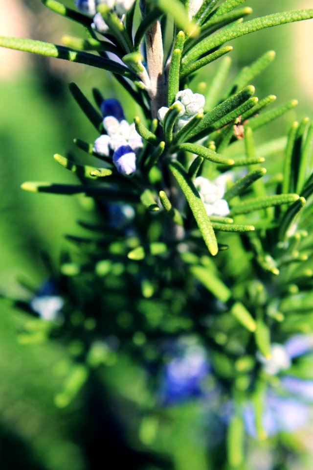 Spring, Hedge, Shrub