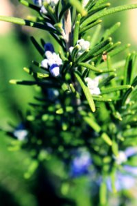 Spring, Hedge, Shrub