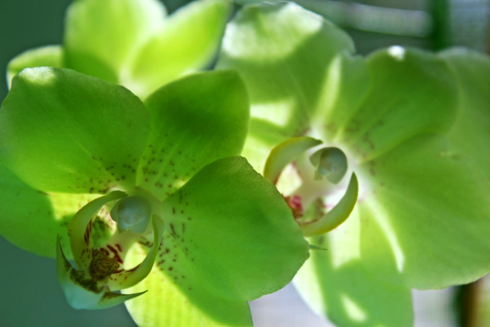 Flower, Orchid, Green