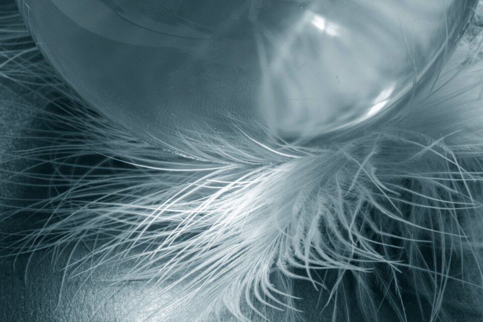 Airy plumage bird feather