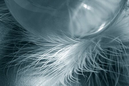 Airy plumage bird feather