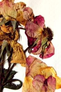 Pressed, Preserved, Bloom