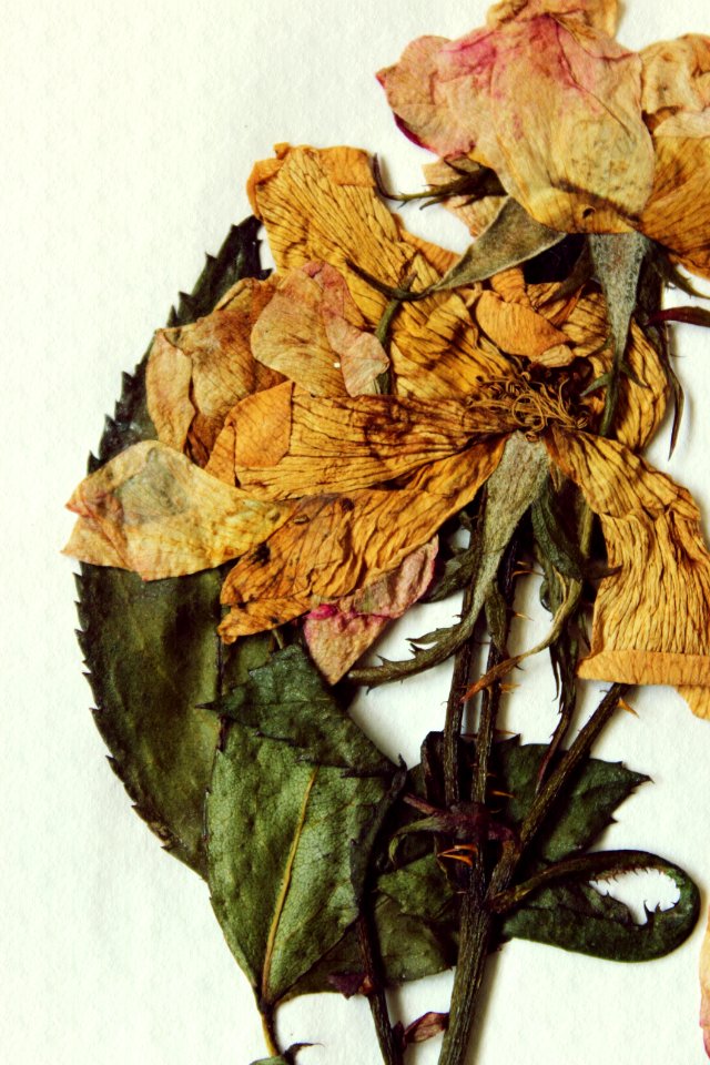 Stem, Preserved, Dehydrated
