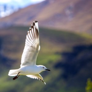 shallow focus photography of white bird flying in the sky photo