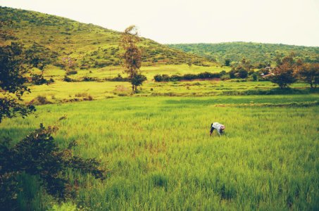 Explore, Farming, Rice photo